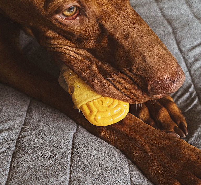 Banana da Zee.dog: brinquedo de morder para cães