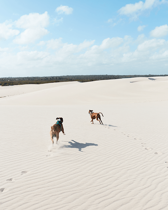 Cachorro correndo pela praia