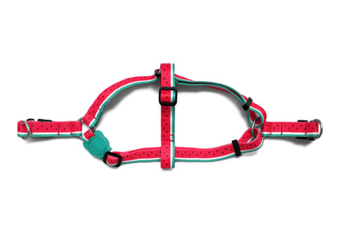 Coleira De Obedi 234 Ncia Para Cachorros Lola Zeedog