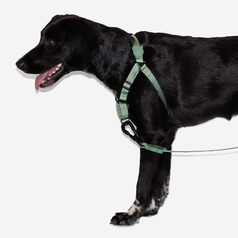 peitoral-soft-walk-para-cachorros-ruff-army-green-zeedog-cachorro-pet-hover-