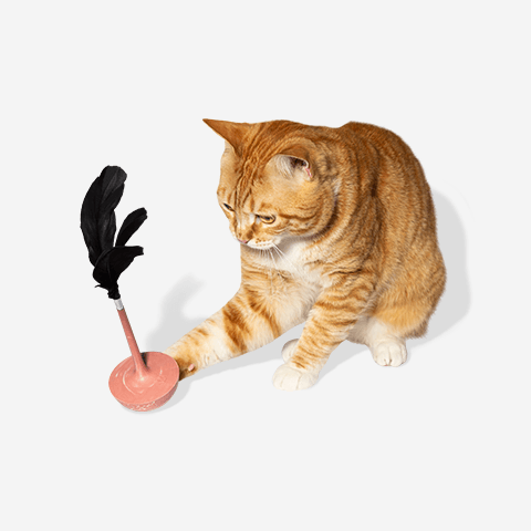 1pc Brinquedo Do Jogo Do Animal De Estimação Para O Gato, Pano De