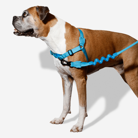 peitoral-soft-walk-cachorros-ultimate-blue-zeedog-pet-hover