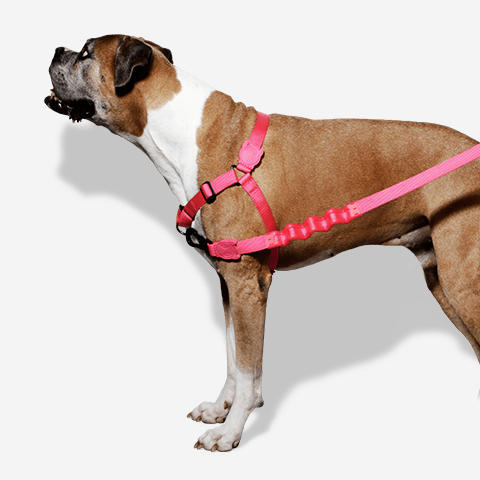 peitoral-soft-walk-cachorros-pink-led-zeedog-pet-hover