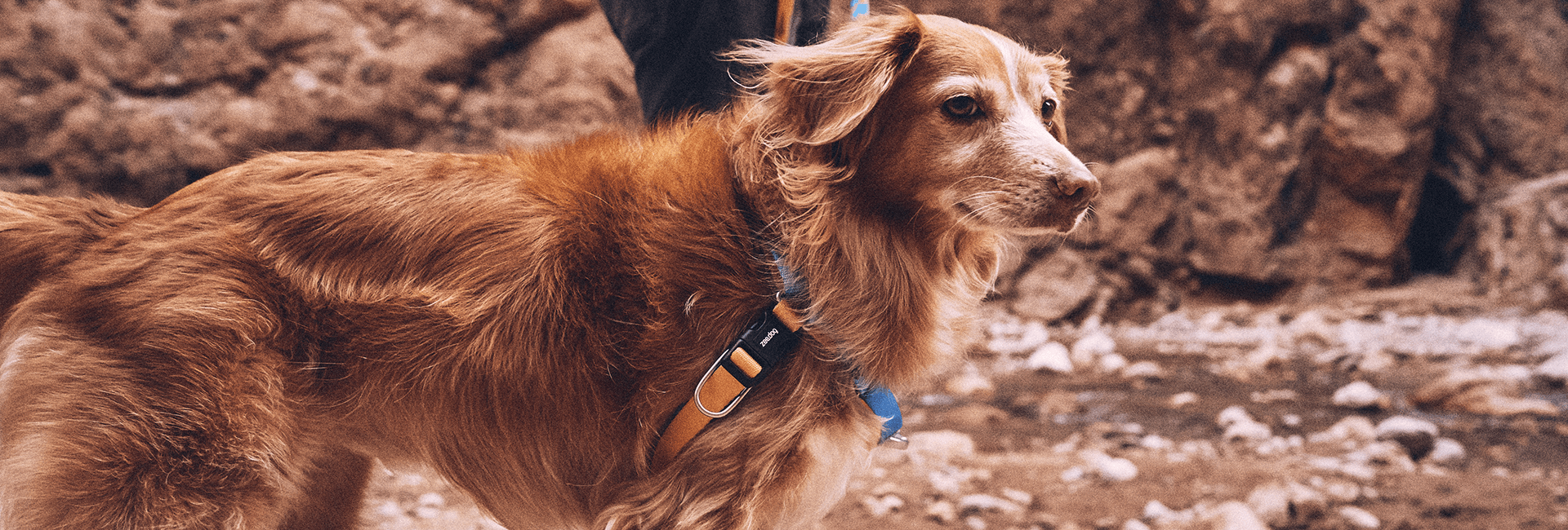 Peitoral para cachorros antipuxao Aziza