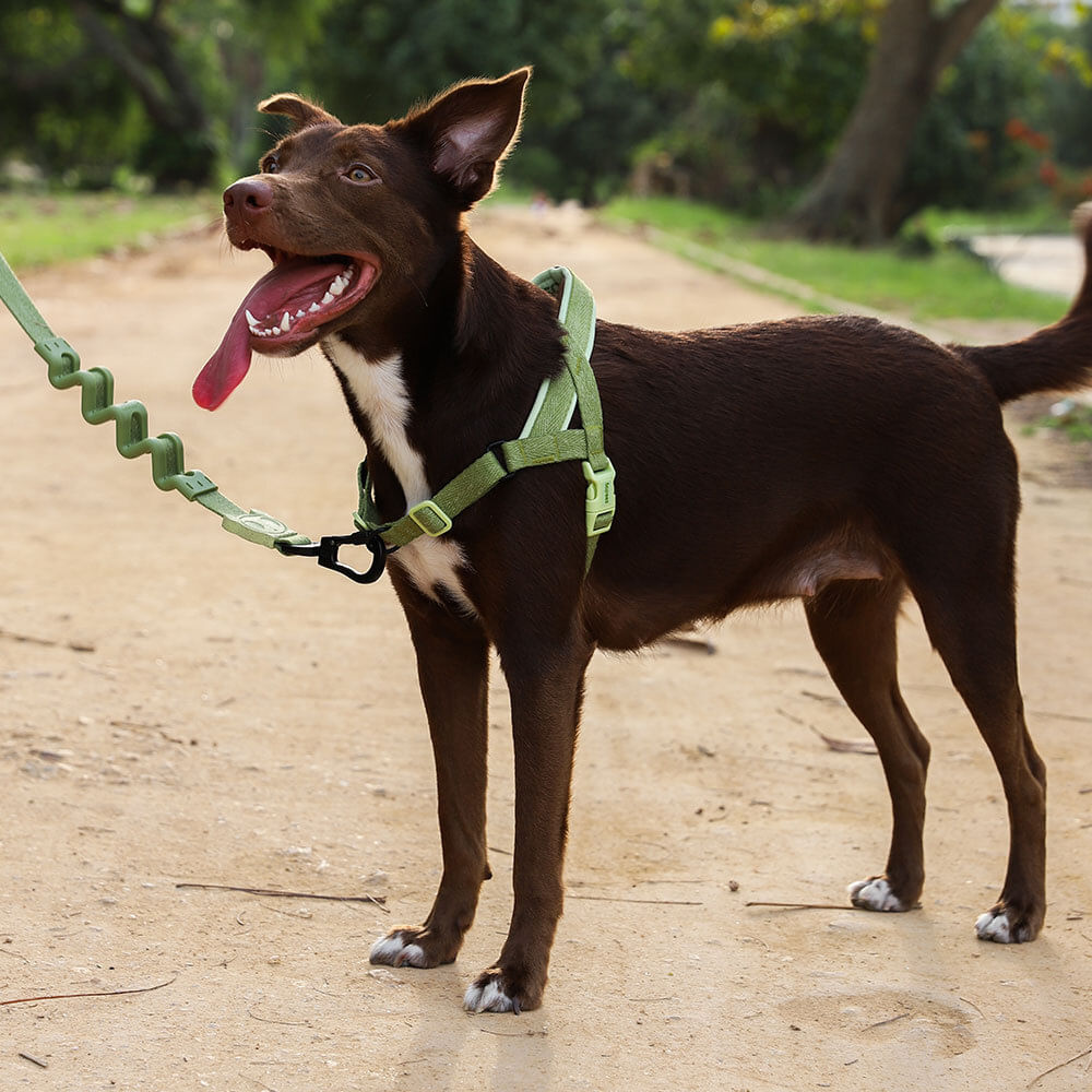 Peitoral Antipuxão SofterWalk para cachorros Moss Naturals  | Zee.Dog
