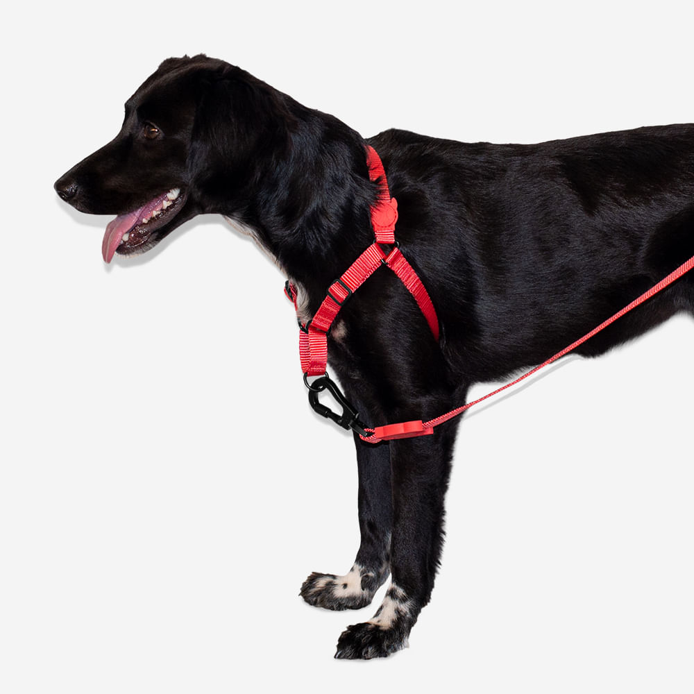 Peitoral para cachorros Antipuxão Neon-Coral | Zee.Dog