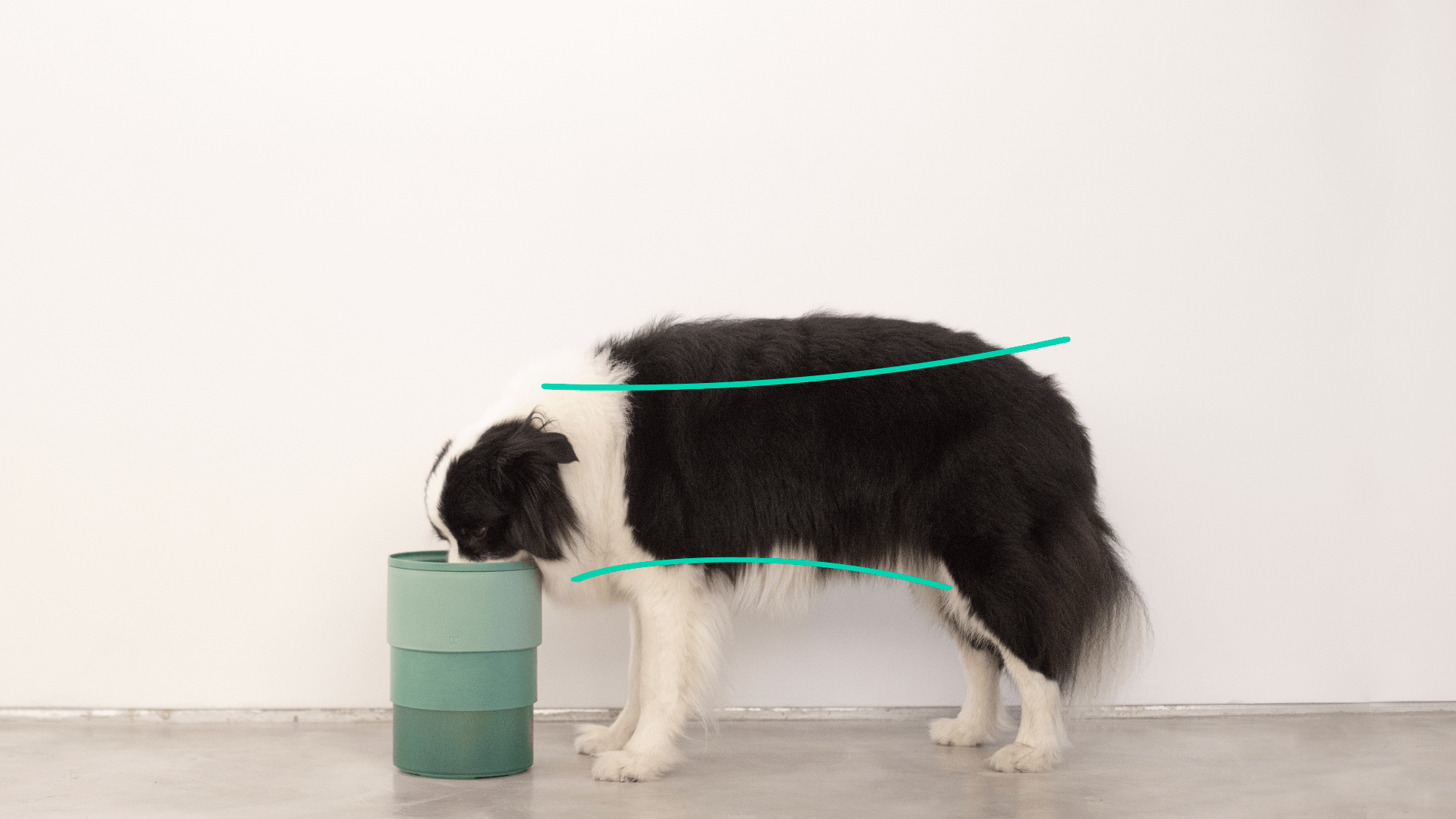 Zee.Bowl - Comedouro ajustável - Postura adequada